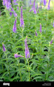 Attēlu rezultāti vaicājumam “Veronica longifolia leaf”
