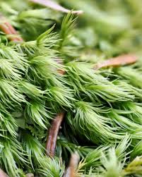 Attēlu rezultāti vaicājumam “Leucobryum juniperoideum”