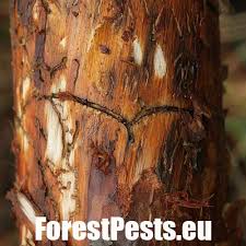 Attēlu rezultāti vaicājumam “Tomicus minor”