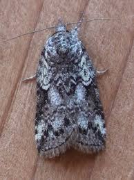 Attēlu rezultāti vaicājumam “Nolidae”