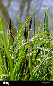 Attēlu rezultāti vaicājumam “Carex acuta leaf”