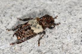 Attēlu rezultāti vaicājumam “Pogonocherus hispidulus”