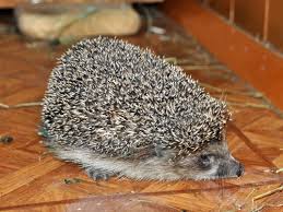 Attēlu rezultāti vaicājumam “Erinaceus roumanicus”