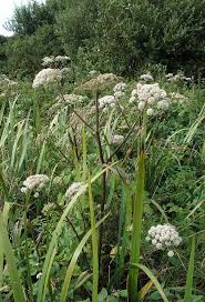 Attēlu rezultāti vaicājumam “Angelica sylvestris leaf”