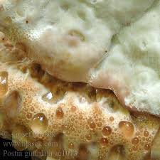 Attēlu rezultāti vaicājumam “Postia guttulata”