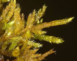 Attēlu rezultāti vaicājumam “Brachythecium rutabulum sporophyte”