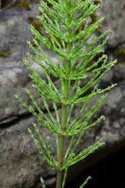 Attēlu rezultāti vaicājumam “Equisetum”
