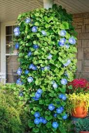 Image result for Ipomoea Heavenly Blue
