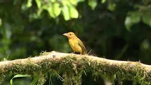 Image result for Piranga rubra