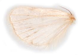 Attēlu rezultāti vaicājumam “Agrotis ripae larva”