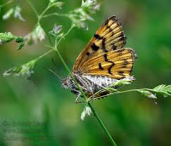 Attēlu rezultāti vaicājumam “Callistege mi”