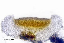 Attēlu rezultāti vaicājumam “Coenogonium pineti”