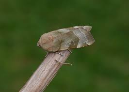 Attēlu rezultāti vaicājumam “Noctua fimbriata larva”