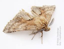 Attēlu rezultāti vaicājumam “Pterostoma palpina larva”