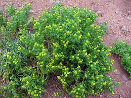 Attēlu rezultāti vaicājumam “Matricaria discoidea”