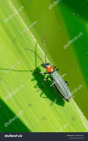 Attēlu rezultāti vaicājumam “Oedemera croceicollis”