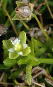Attēlu rezultāti vaicājumam “Sagina procumbens fruit”