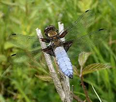 Attēlu rezultāti vaicājumam “Libellula depressa male”