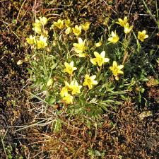 Attēlu rezultāti vaicājumam “Saxifraga hirculus”