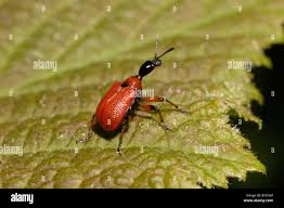 Attēlu rezultāti vaicājumam “Apoderus coryli”