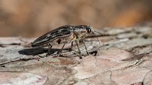 Attēlu rezultāti vaicājumam “Chalcophora mariana”