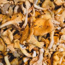 Attēlu rezultāti vaicājumam “Cantharellus cibarius”