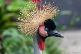 Attēlu rezultāti vaicājumam “Gruiformes”