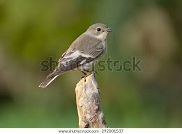 Image result for Ficedula albicollis