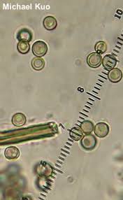 Attēlu rezultāti vaicājumam “Lycoperdon pyriforme young”