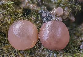 Attēlu rezultāti vaicājumam “Ombrophila violacea”