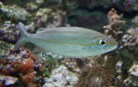 Image result for Haemulon aurolineatum