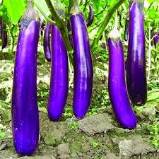 Afbeeldingsresultaat voor fengyuan purple eggplant