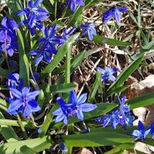 Attēlu rezultāti vaicājumam “Scilla siberica bud”
