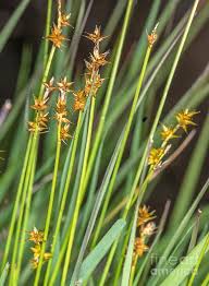 Attēlu rezultāti vaicājumam “Carex echinata”