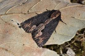 Attēlu rezultāti vaicājumam “Dypterygia scabriuscula”