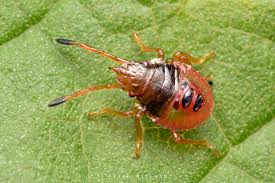 Attēlu rezultāti vaicājumam “Acanthosoma haemorrhoidale”