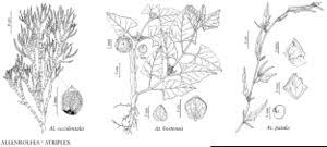 Attēlu rezultāti vaicājumam “Atriplex patula”