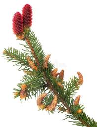Attēlu rezultāti vaicājumam “Picea abies female flower”