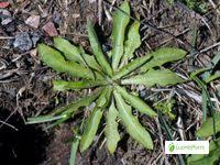 Attēlu rezultāti vaicājumam “Crepis tectorum”