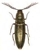 Attēlu rezultāti vaicājumam “Ctenicera pectinicornis male”