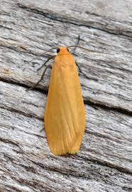 Attēlu rezultāti vaicājumam “Eilema sororcula”