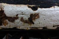 Attēlu rezultāti vaicājumam “Antrodia pulvinascens”