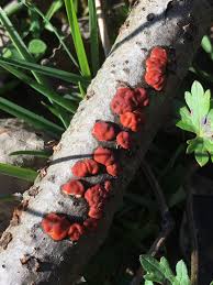 Attēlu rezultāti vaicājumam “Peniophora rufa”