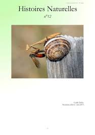 Attēlu rezultāti vaicājumam “Badhamiopsis scripta sessile”