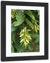Attēlu rezultāti vaicājumam “Carpinus betulus fruit”