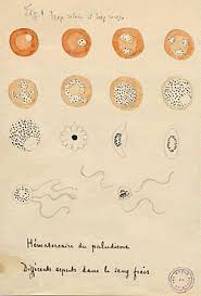 Attēlu rezultāti vaicājumam “Diderma radiatum plasmodium”