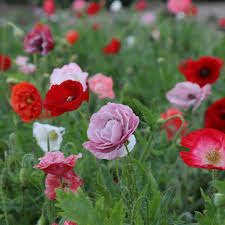Attēlu rezultāti vaicājumam “Papaver rhoeas flower”