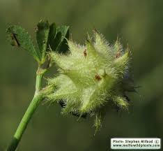 Attēlu rezultāti vaicājumam “Trifolium medium bud”