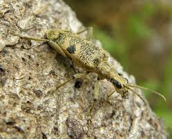 Attēlu rezultāti vaicājumam “Rhagium mordax”