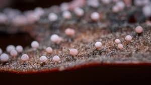 Attēlu rezultāti vaicājumam “Comatricha ellae macro”